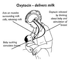 Diagram: Oxytocin delivers milk